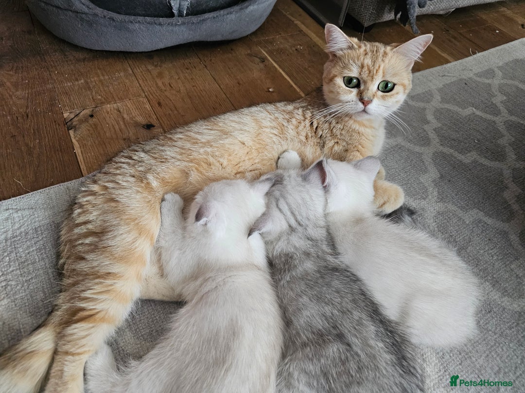 Scottish Fold cats for sale: last beautiful scottish fold boy - Image 3