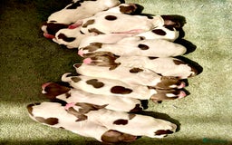 English Springer Spaniel dogs for sale: Liver and white springer spaniel puppies  - Image 2
