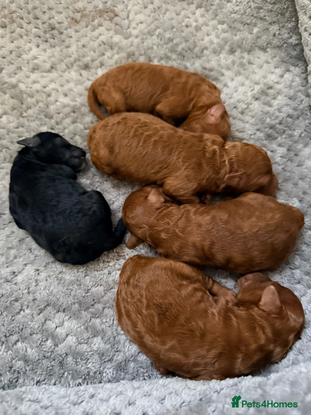 Toy Poodle dogs for stud: KC TOY POODLE STUD £400 - Advert 7