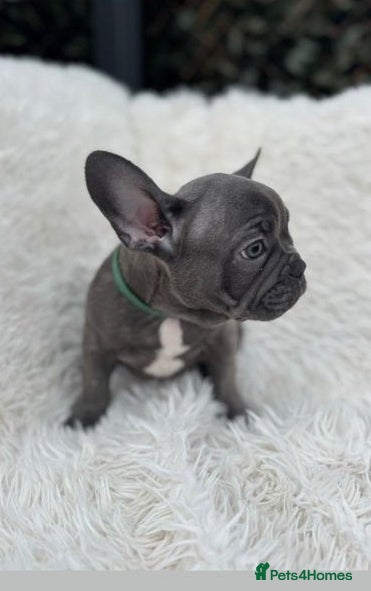 French Bulldog dogs French bulldog - Advert 10