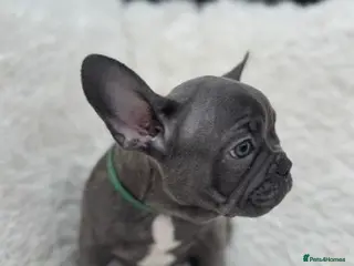 French Bulldog dogs French bulldog - Advert 5