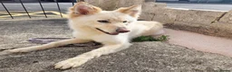 German Shepherd dogs for sale: German Shepard  in Gloucester - Advert 4