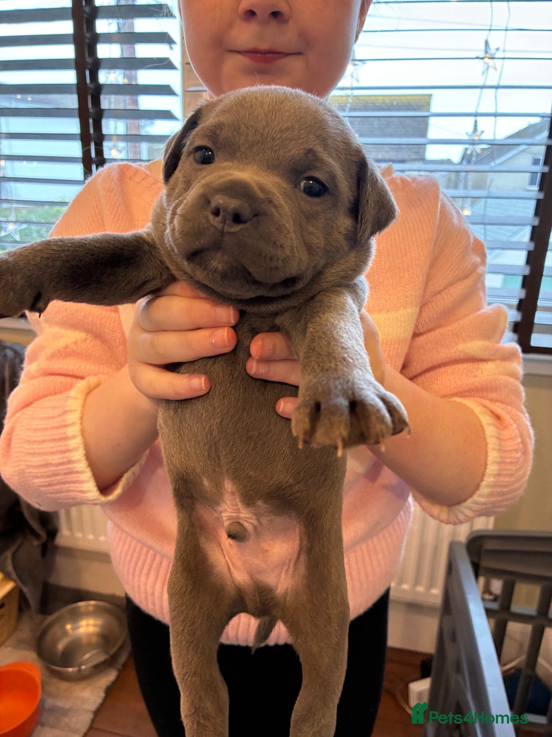 Staffordshire Bull Terrier dogs for sale: Pedigree Blue Staffordshire pups - Advert 5