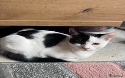 Domestic Shorthair cats for sale: * PLEASE READ* 2 kittens 6 months old  - Image 1