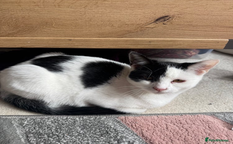 Domestic Shorthair cats for sale - Advert 1