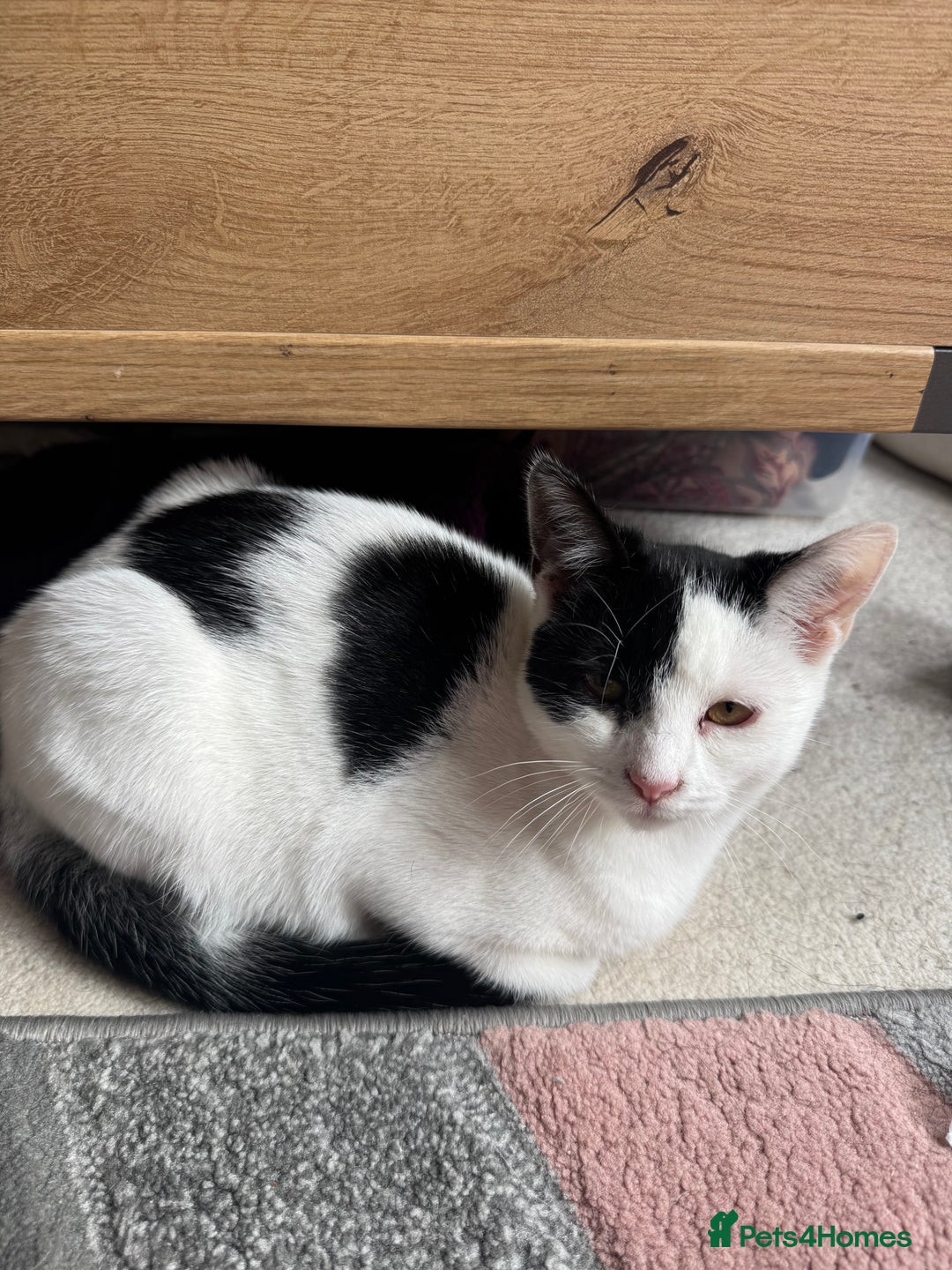 Domestic Shorthair cats for sale: * PLEASE READ* 2 kittens 6 months old  - Image 1