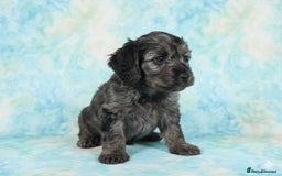 Cockapoo dogs for sale: Adorable F2 Cockapoo Puppies, Ready 12 Oct - Image 11