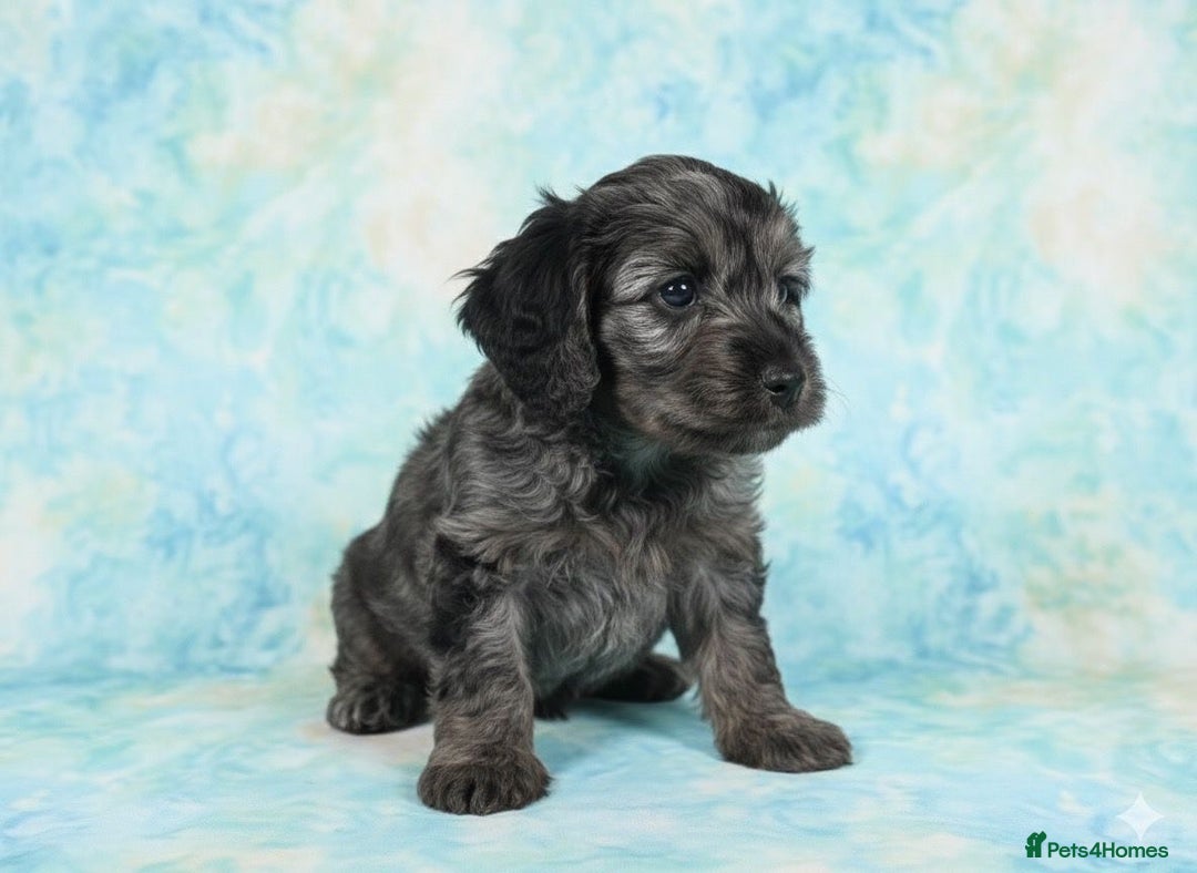 Cockapoo dogs for sale: Adorable F2 Cockapoo Puppies, Ready 12 Oct - Image 11