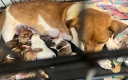 Mixed Breed dogs for sale: Beautiful terrier puppies - Image 7