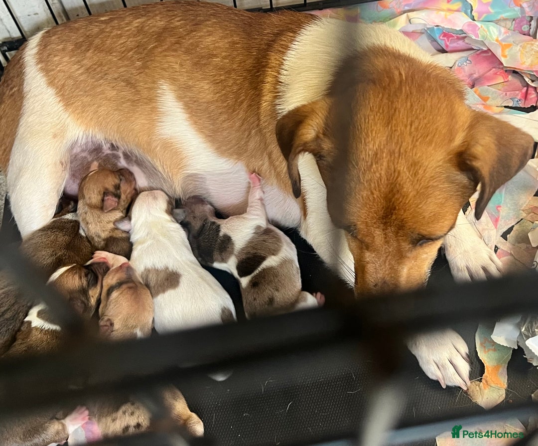 Mixed Breed dogs for sale: Beautiful terrier puppies - Image 7