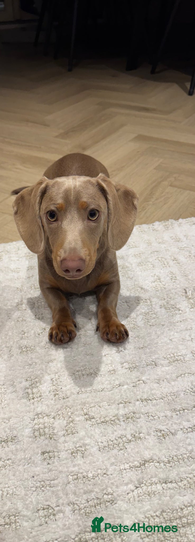 Miniature Dachshund dogs Champagne coloured mini dachshund  - Advert 3
