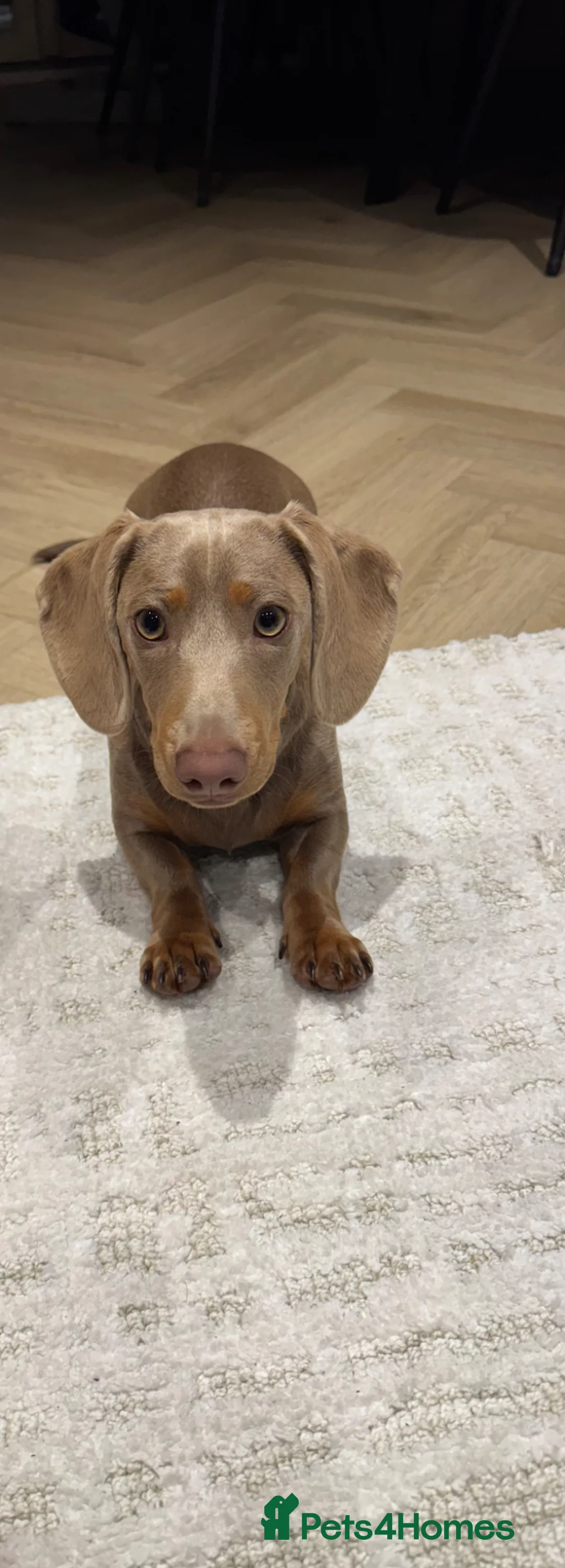 Miniature Dachshund dogs for sale: Champagne coloured mini dachshund  in Norwich - Advert 1