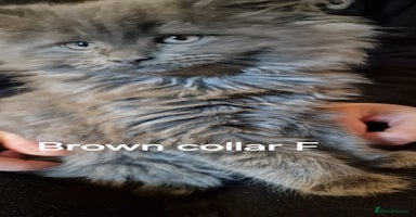 Maine Coon cats - Advert 5