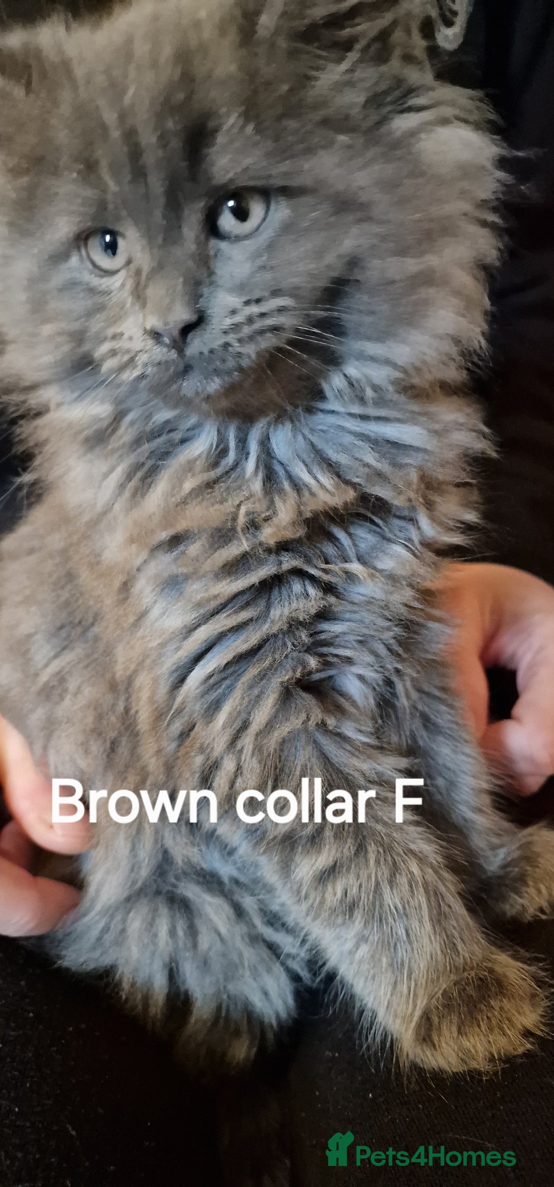 Maine Coon cats for sale: Maine coon kittens  - Image 2