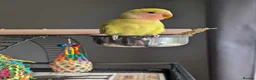 Parrots birds for sale: Intelligent & Ready to Fly Into Your Heart in Basildon - Advert 4