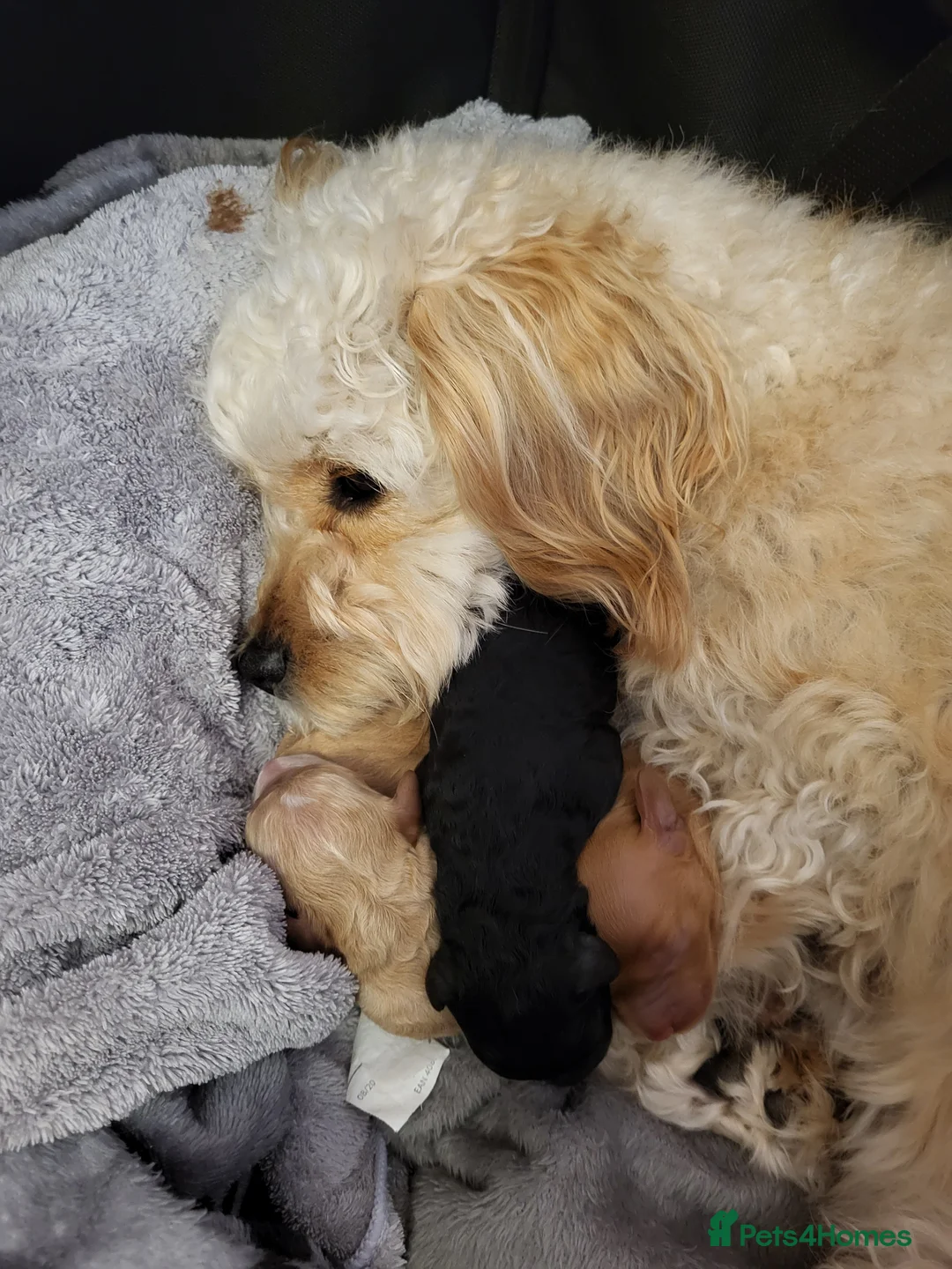 Cavapoo dogs for sale: 3 Female F1b Cavapoos - Advert 1