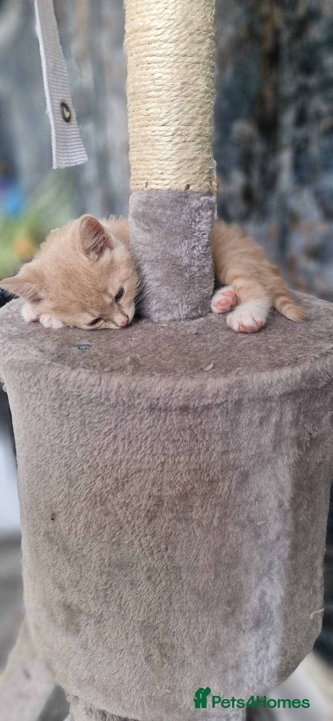Persian cats for sale: Persian mixed breed  - Image 9