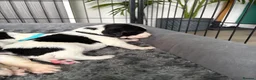 English Springer Spaniel dogs for sale: KC Registered English Springer Spaniel puppies - Advert 20