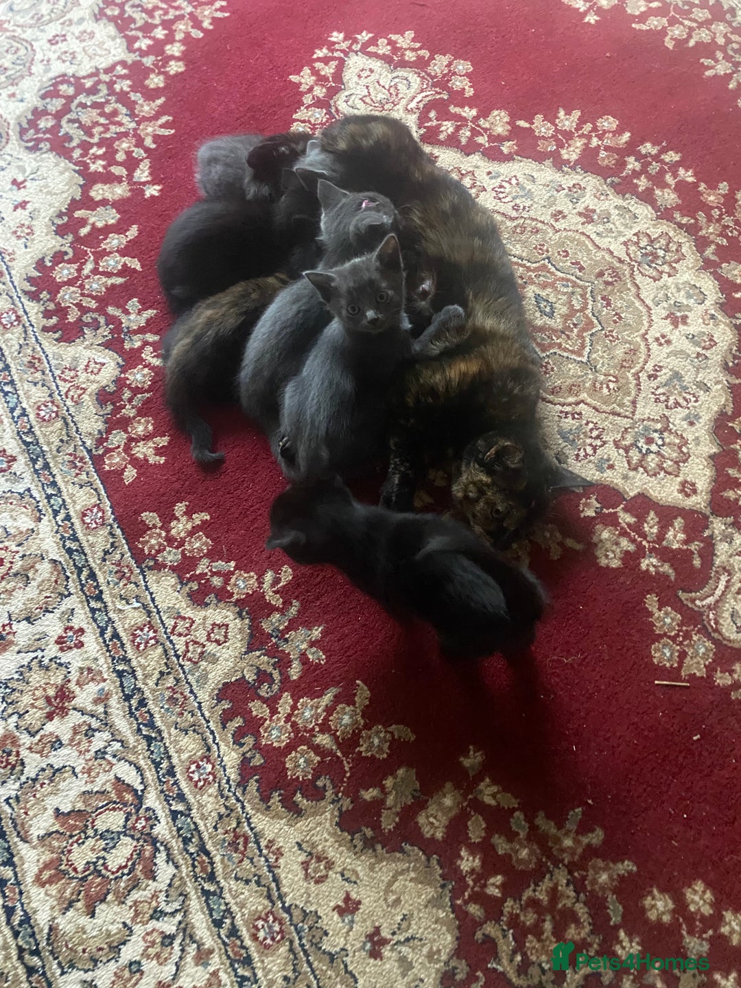 Mixed Breed cats for sale: Fantastic Farm Kittens ready now  - Image 3