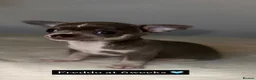 Chihuahua dogs for stud: ILOVE: Freddo – KC Registered Lilac Chihuahua Stud - Advert 6