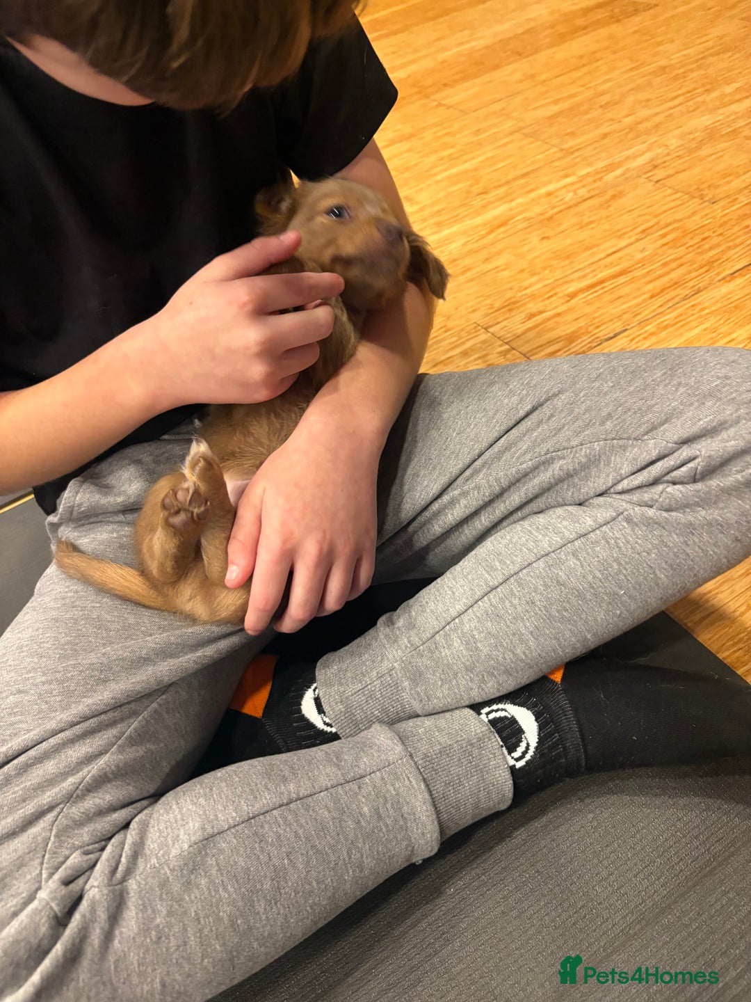 Mixed Breed dogs for sale: Xxx TINY dachshund x chihuahua puppies xxx - Advert 8