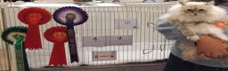Siberian cats for sale: GCCF Registered Pure Siberian Kittens For Sale  - Advert 10