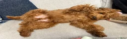 Goldendoodle dogs for sale: WAITING LIST OPEN - AUSSIE DOODLES  - Advert 28