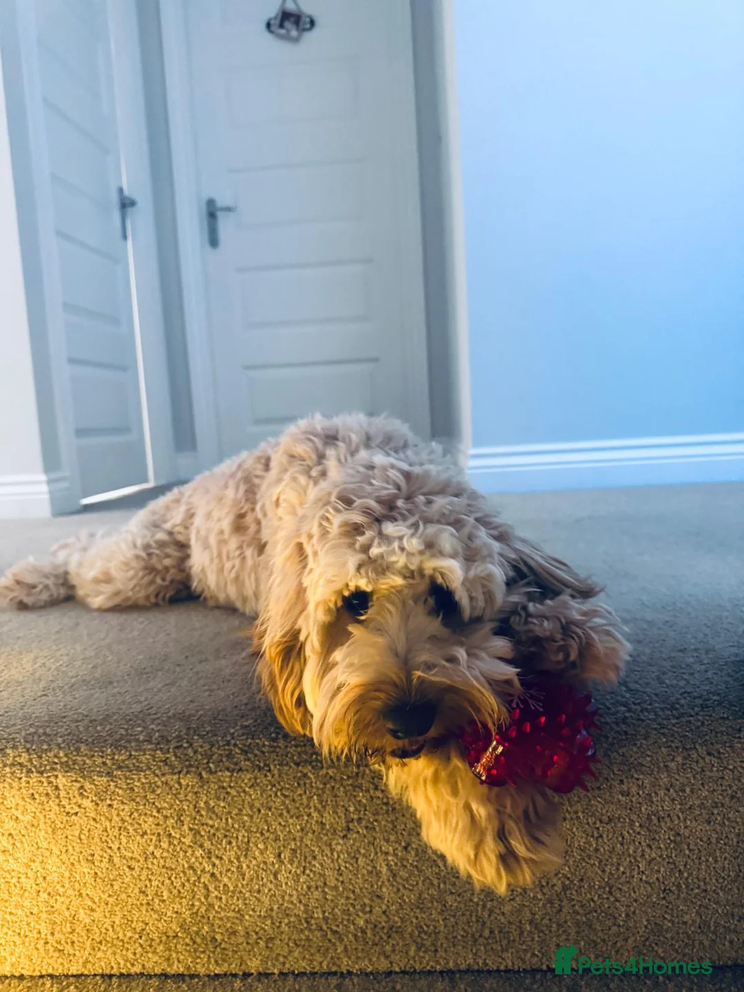 Cockapoo dogs for sale: Cockapooh  - Advert 4