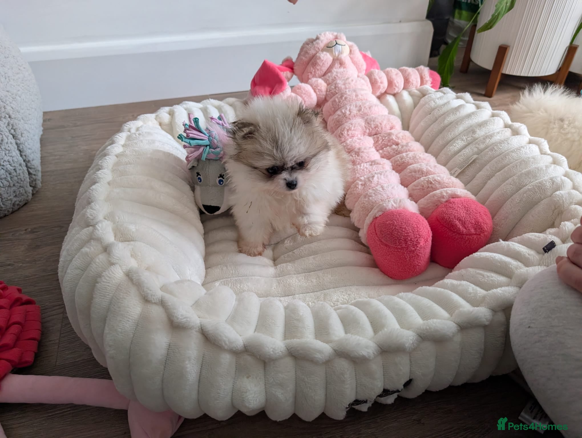 Pomeranian dogs TINY Pure Gorgeous KC Pomeranians Pups - Advert 7