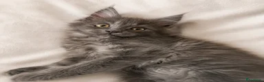 Maine Coon Kitten 2