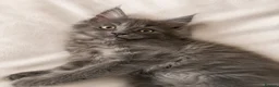 Maine Coon cats for sale: TICA Maine Coon Kittens Exceptional Bloodlines 🐾 - Advert 3