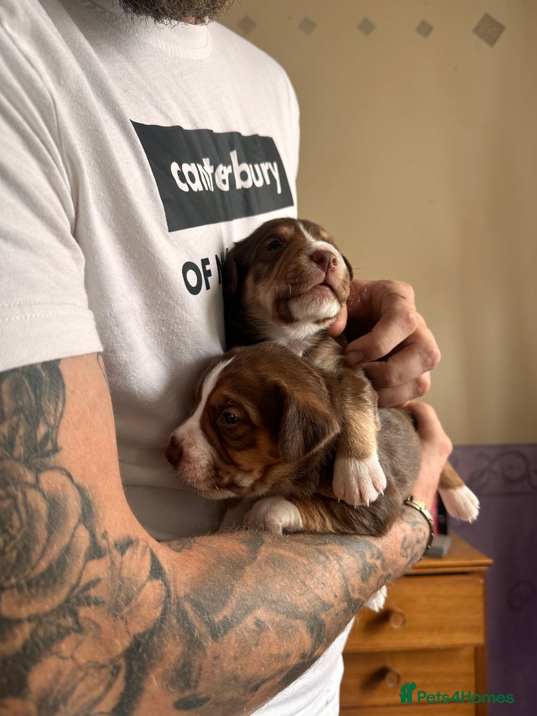 Mixed Breed dogs for sale: Mixbreed beautiful puppies  - Image 6