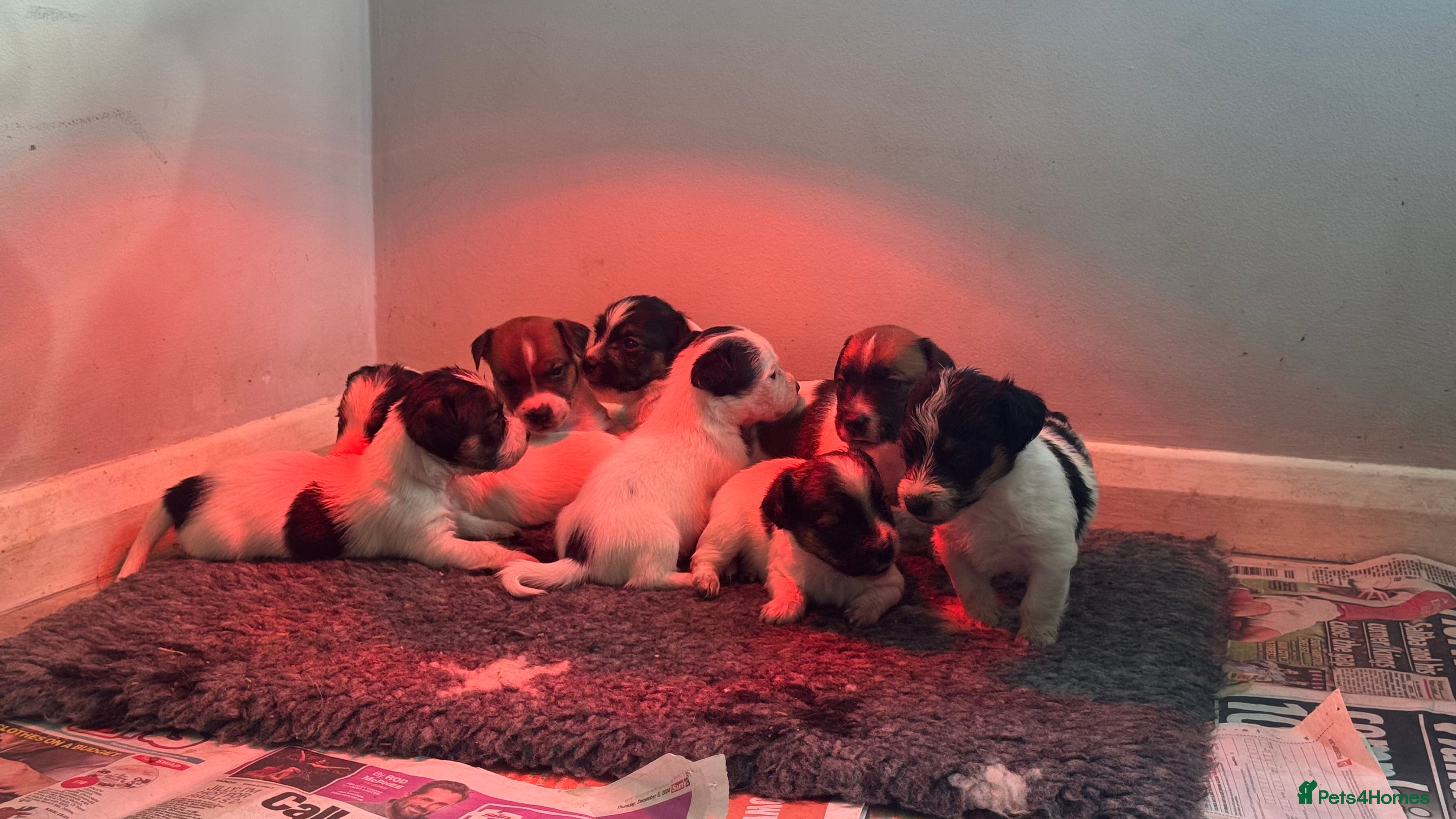 Jack Russell dogs Traditional Jack Russell  - Advert 18