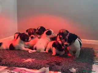 Jack Russell dogs Traditional Jack Russell - Advert 18