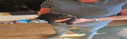 Sheprador dogs for sale: Shepador puppies  in Turriff - Advert 5