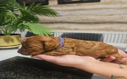 Cockapoo dogs for sale: F2 cockapoo boys 1 left available  - Advert 24