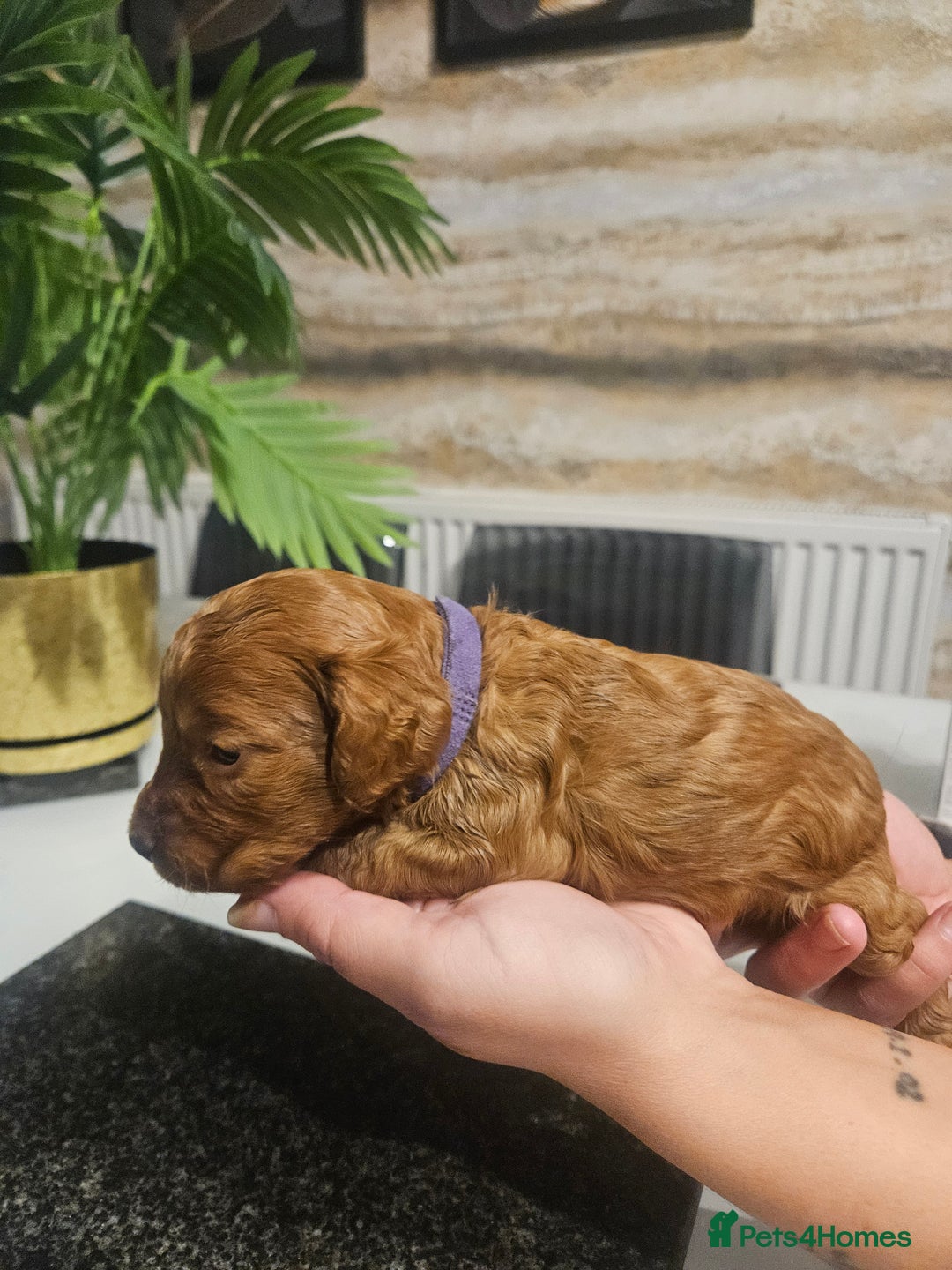 Cockapoo dogs for sale: F2 cockapoo boys 1 left available  - Advert 24