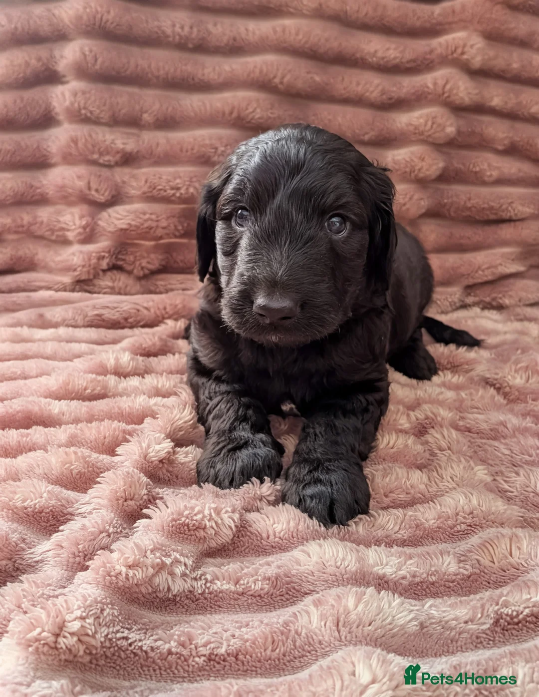 Labradoodle dogs for sale: 🐾 Labradoodle Puppies 🐾 - Advert 26