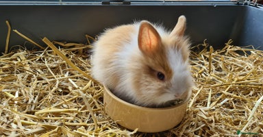 Lionhead rabbits - Advert 5