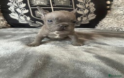 French Bulldog dogs for sale: French bulldog puppies solid blues lilac tans  - Image 5