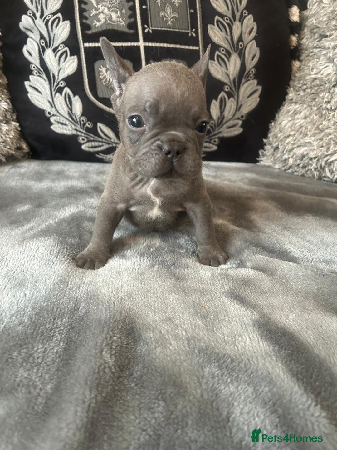 French Bulldog dogs for sale: French bulldog puppies solid blues lilac tans  - Image 5