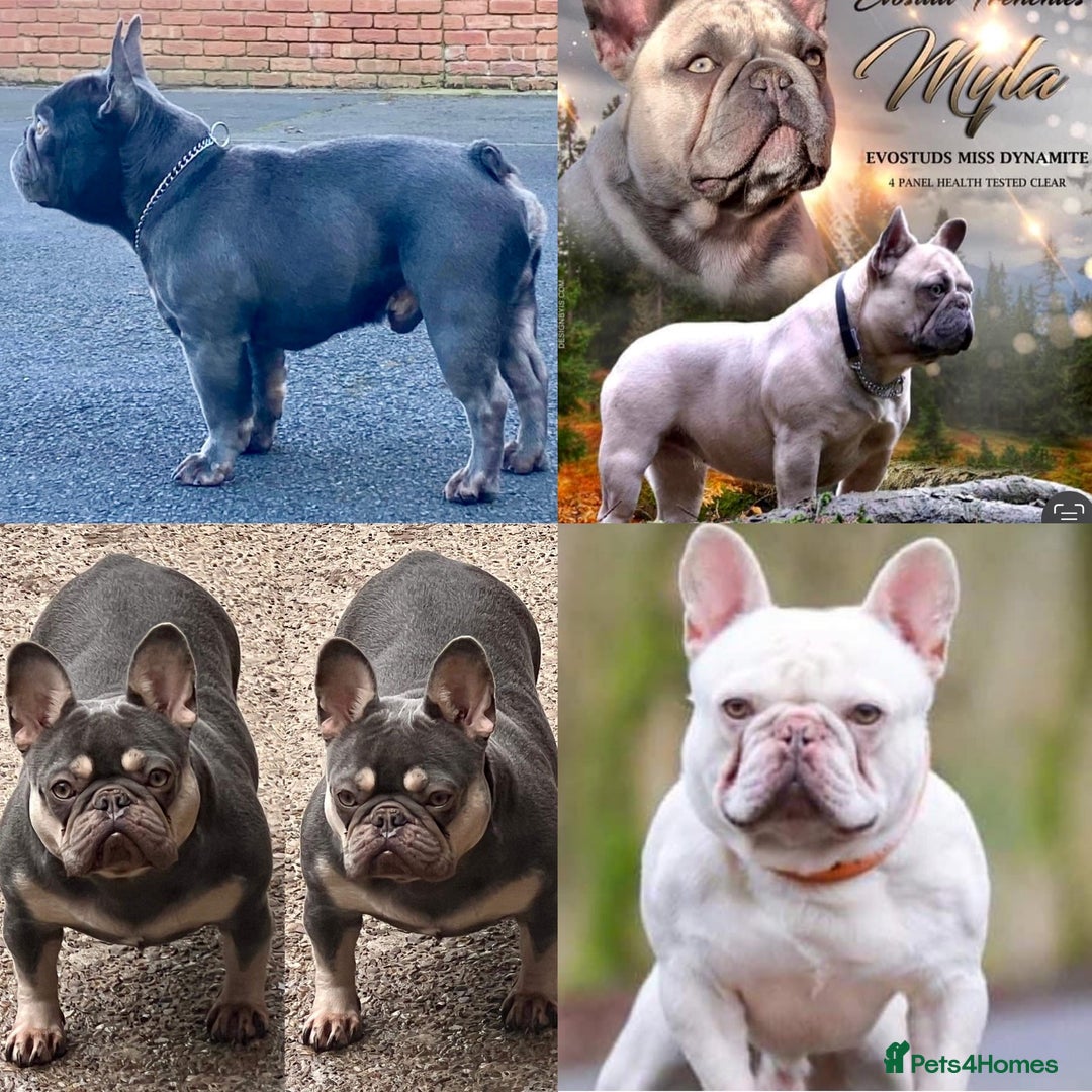 French Bulldog dogs for sale: QUALITY HEALTH TESTED KC FRENCH BULLDOG PUPPIES - Image 16