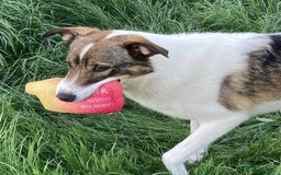 Mixed Breed dogs for adoption: Eddie - Norwich Norfolk  - Image 22