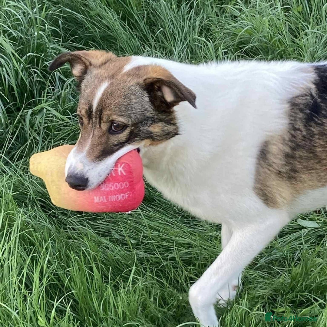 Mixed Breed dogs for adoption: Eddie - Norwich Norfolk  - Image 22