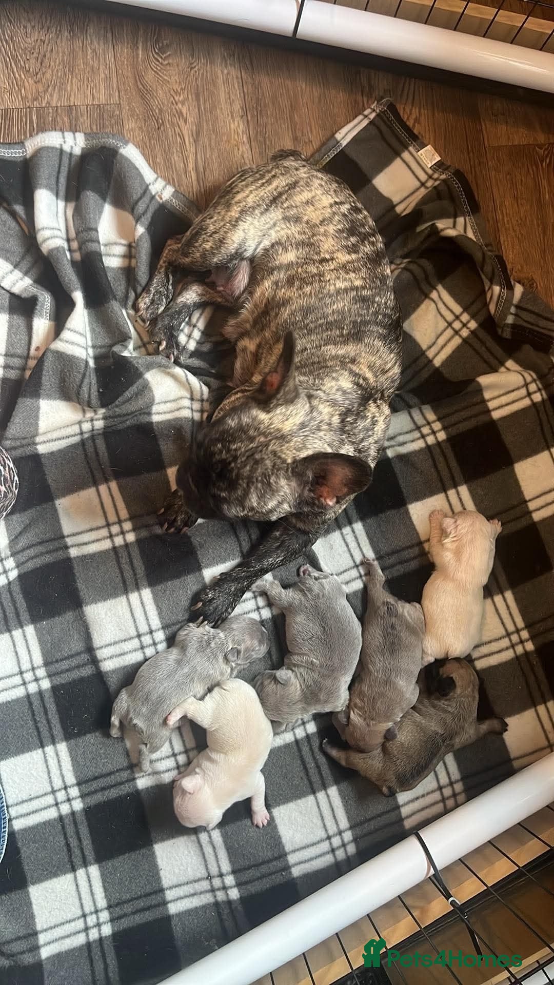 French Bulldog dogs French bulldog puppies  - Advert 2