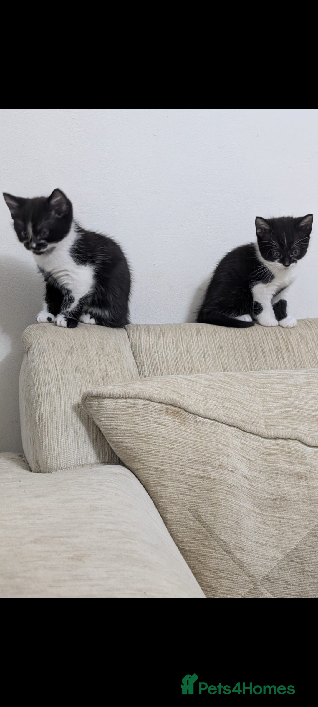 Mixed Breed cats for sale: Beautiful 8 week kittens for sale - Advert 5