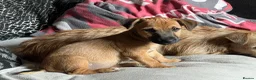 Jack Russell dogs for sale: Docked Jack Russle pups ready to leave now  - Advert 8