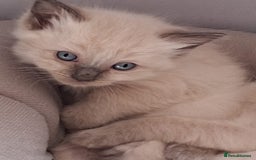 Ragdoll cats for sale: 5 beautiful ragdoll kittens ready to leave now - Image 12