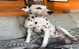 Dalmatian dogs for stud: PROVEN Black spot KC registered Dalmatian for STUD in Romford - Image 2
