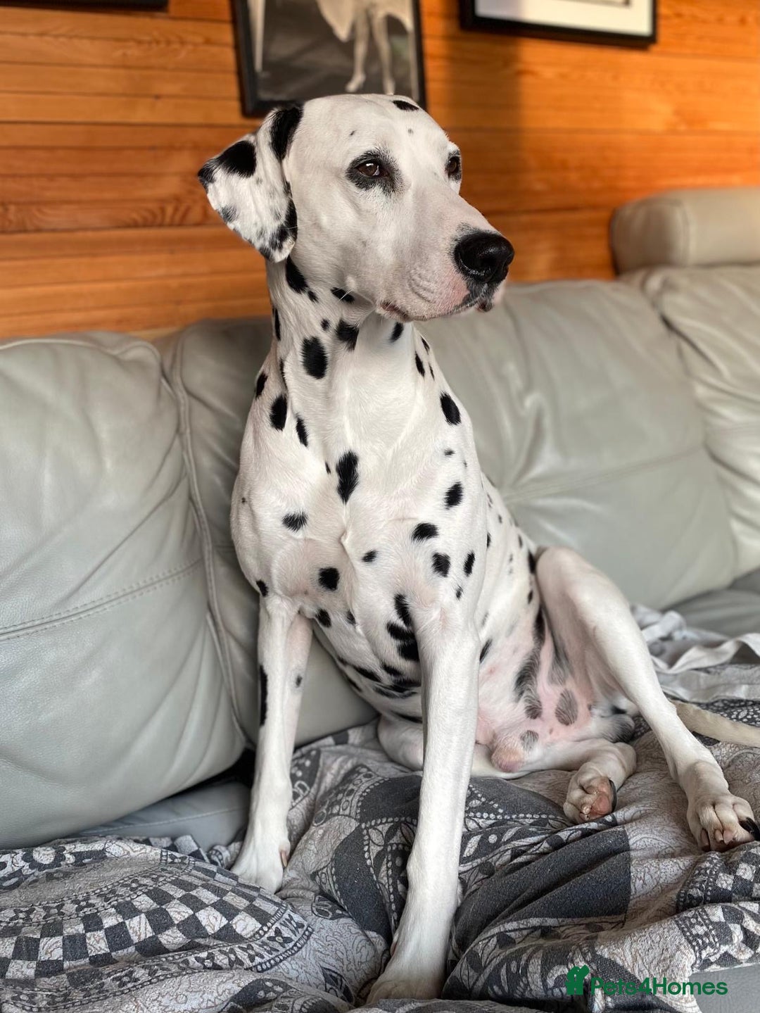 Dalmatian dogs for stud: PROVEN Black spot KC registered Dalmatian for STUD in Romford - Image 2